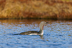 red-throated diver