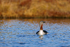 red-throated diver