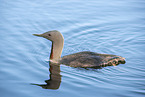 red-throated diver