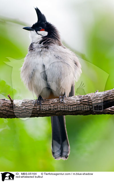 Rotohrblbl / red-whiskered bulbul / MBS-05164