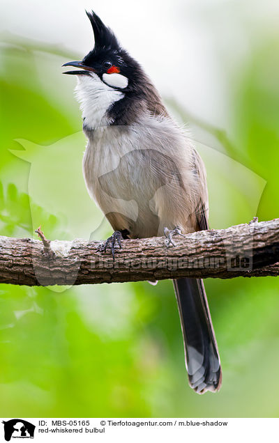 Rotohrblbl / red-whiskered bulbul / MBS-05165