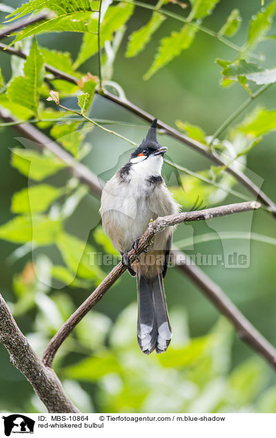 Rotohrblbl / red-whiskered bulbul / MBS-10864