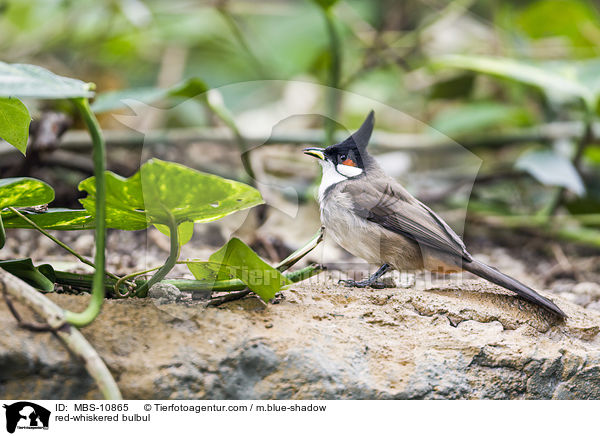 Rotohrblbl / red-whiskered bulbul / MBS-10865