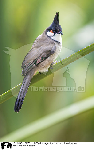 Rotohrblbl / red-whiskered bulbul / MBS-10870