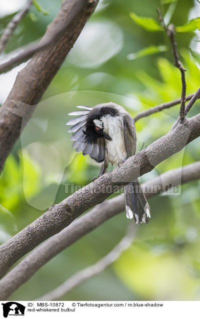 Rotohrblbl / red-whiskered bulbul / MBS-10872