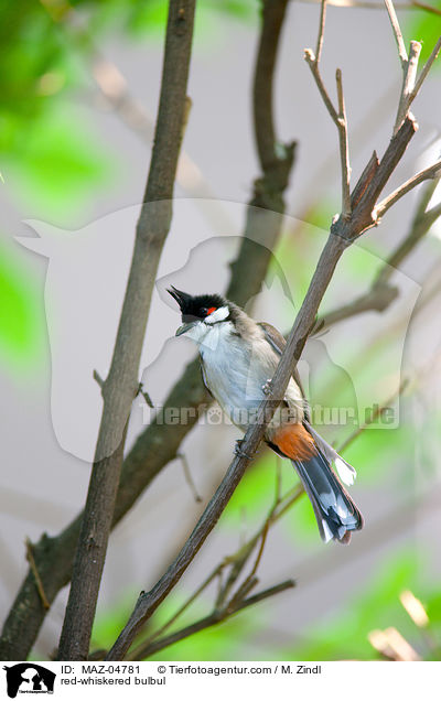 Rotohrblbl / red-whiskered bulbul / MAZ-04781