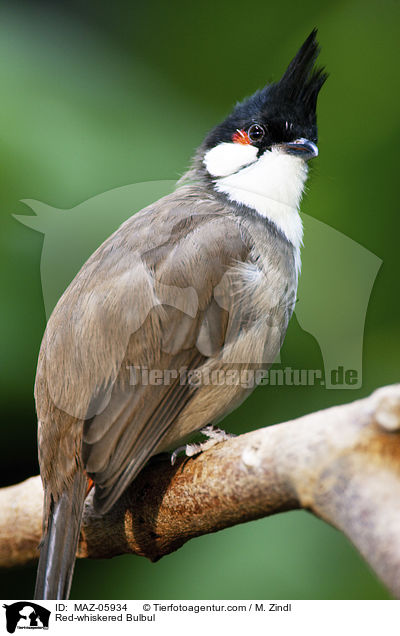 Red-whiskered Bulbul / MAZ-05934