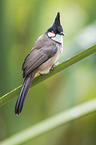 red-whiskered bulbul
