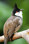 Red-whiskered Bulbul