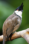 Red-whiskered Bulbul