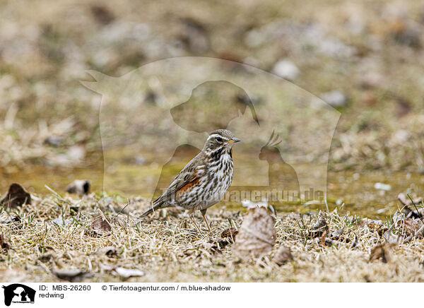 redwing / MBS-26260