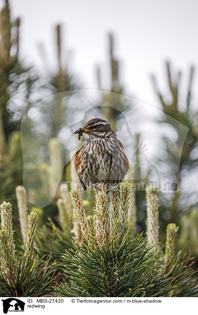 redwing / MBS-27420