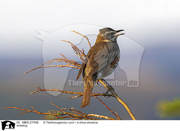 redwing / MBS-27496