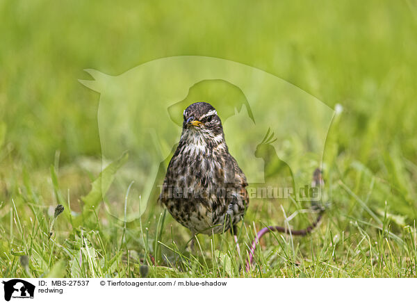 redwing / MBS-27537