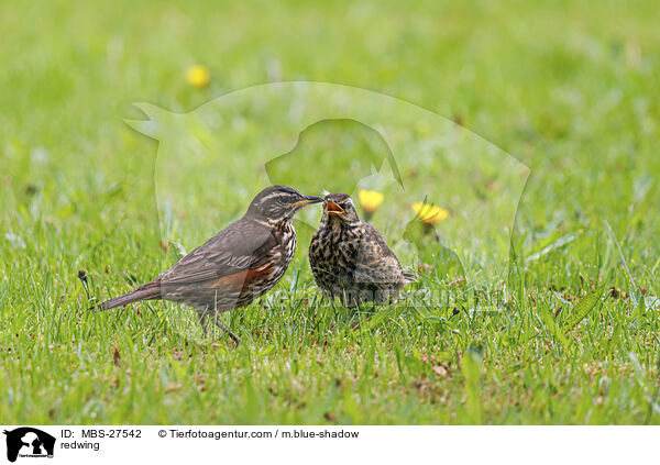 redwing / MBS-27542