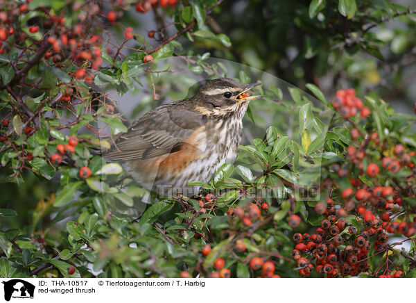 Rotdrossel / red-winged thrush / THA-10517