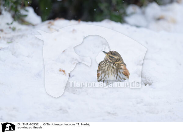 Rotdrossel / red-winged thrush / THA-10532