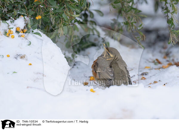Rotdrossel / red-winged thrush / THA-10534