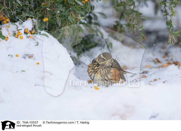 Rotdrossel / red-winged thrush / THA-10537