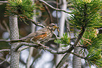 redwing