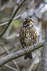redwing