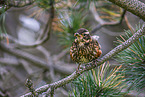 redwing