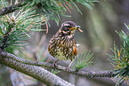 redwing