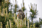 redwing