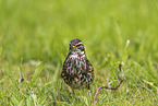 redwing
