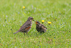redwing