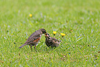 redwing