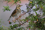 red-winged thrush