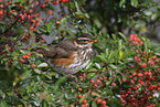 red-winged thrush