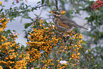 red-winged thrush