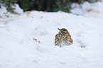 red-winged thrush