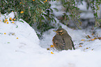 red-winged thrush