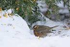 red-winged thrush