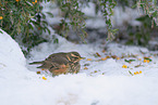 red-winged thrush