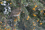 red-winged thrush