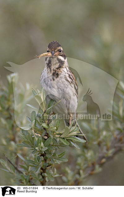 Reed Bunting / WS-01894