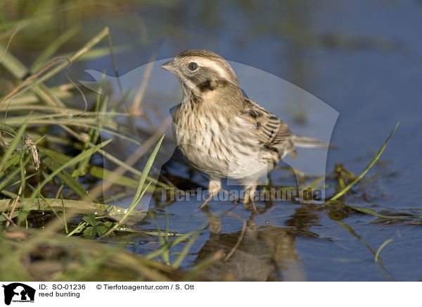 Rohrammer / reed bunting / SO-01236