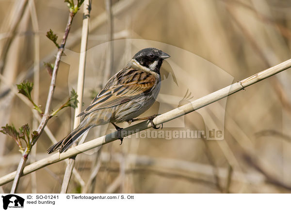 reed bunting / SO-01241