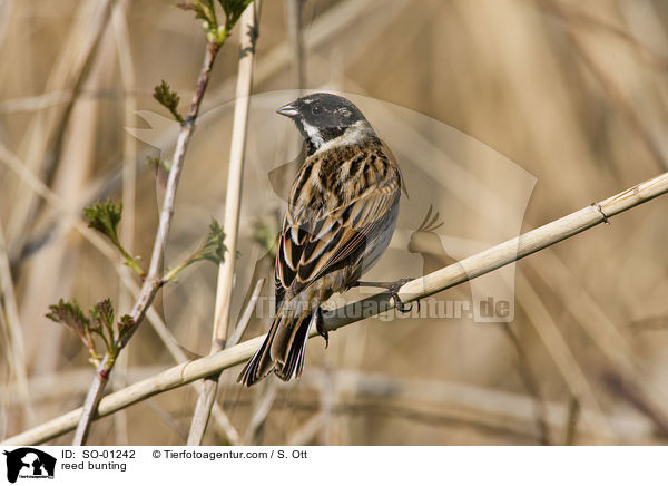 reed bunting / SO-01242