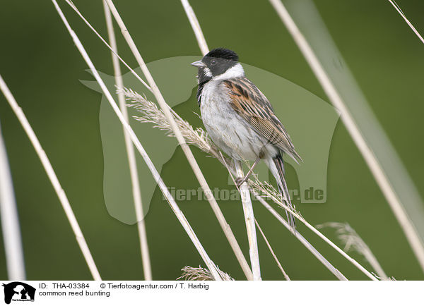 common reed bunting / THA-03384