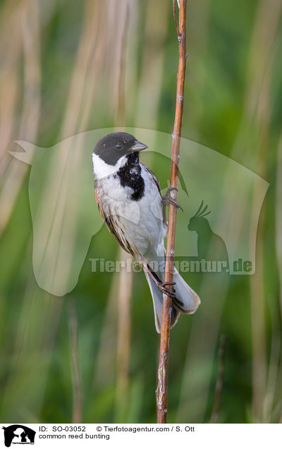 Rohrammer / common reed bunting / SO-03052