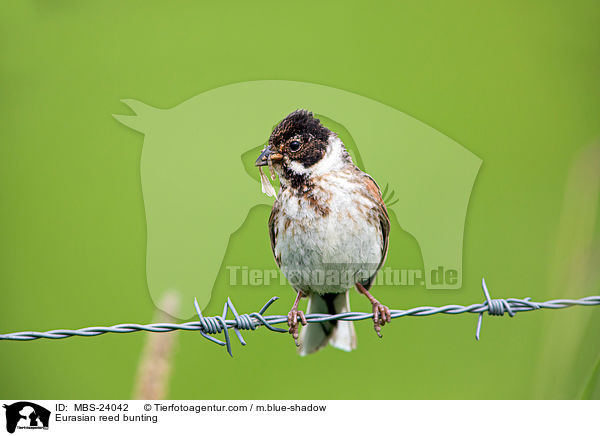 Eurasian reed bunting / MBS-24042