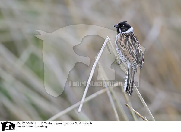 common reed bunting / DV-04041