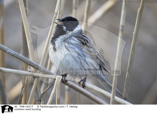 Rohrammer / common reed bunting / THA-10217