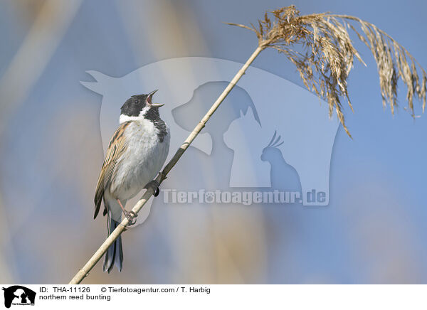 Rohrammer / northern reed bunting / THA-11126