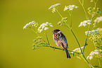 Eurasian reed bunting